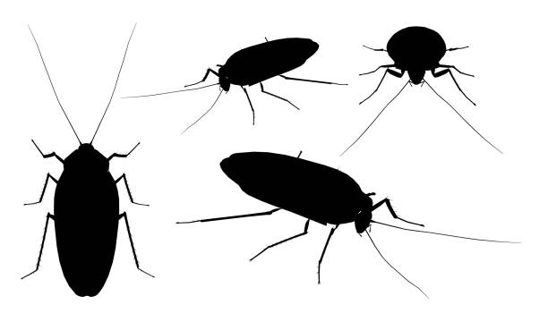 Set with silhouettes of a cockroach in different positions isolated on a white background. Vector illustration Set with silhouettes of a cockroach in different positions isolated on a white background. Vector illustration. pest control logos silhouette stock illustrations