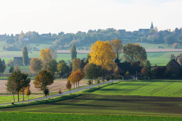 scène rurale avec route bordée d’arbres et champ au soleil d’automne - steinhuder meer photos et images de collection
