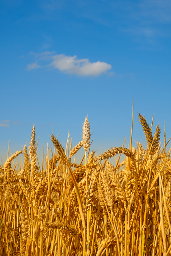 Un champ de blé, Québec, Canada