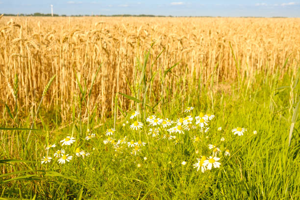 istock Wheat field on sunny day in summer with daisy flowers 1328515290