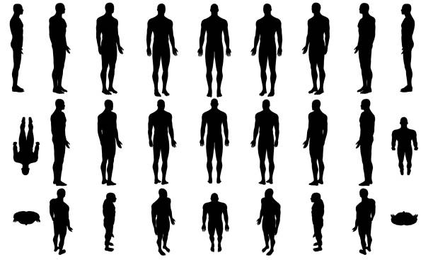 ilustraciones, imágenes clip art, dibujos animados e iconos de stock de ambientada con siluetas de un cuerpo de un hombre en diferentes posiciones aislado sobre un fondo blanco. ilustración vectorial - modelo silueta de perfil