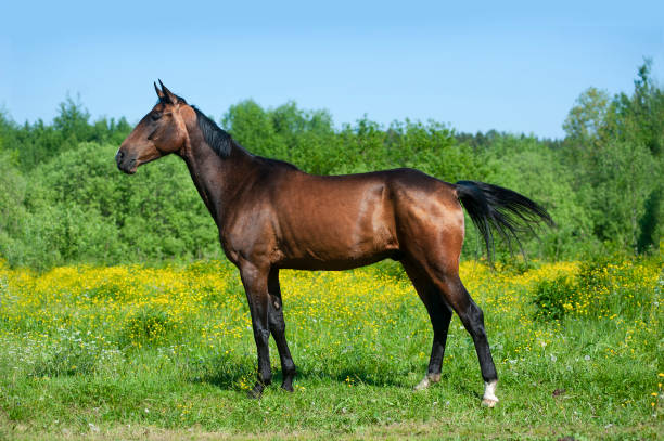 Bay horse posing in summer meadow