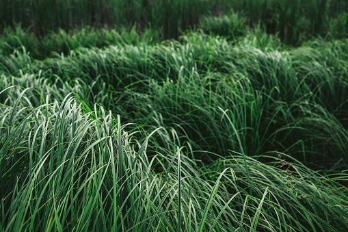 Ophiopogon japonicus evergreen grass