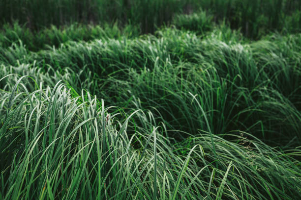 Beautiful green reeds near the lake. Green monochrome background. Beautiful green reeds near the lake. Green monochrome background. Selective focus. sedge stock pictures, royalty-free photos & images