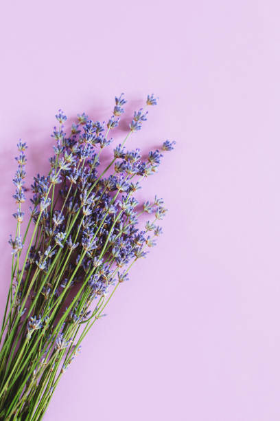 istock Beautiful lavender floers on a violet pastel background. 1328517691