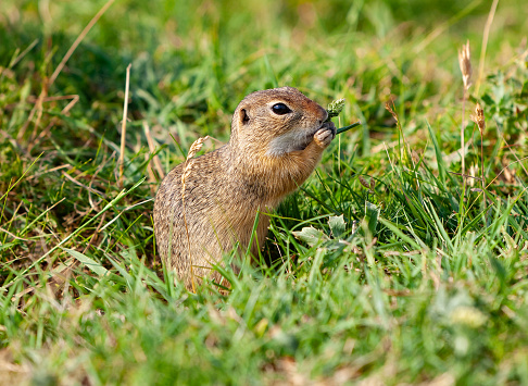 Ground squirrel eating grass on meadow