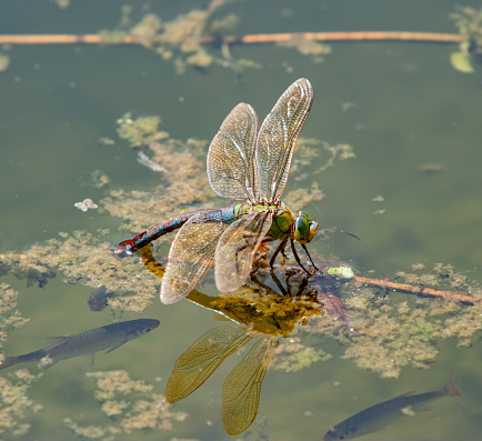 Dragonfly laying eggs on water surface being watched by fish