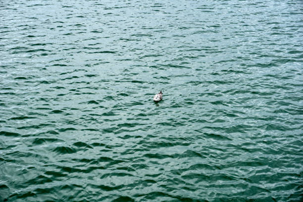 seagull swimming in the baltic sea