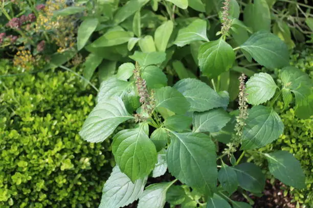 tulsi herb in the garden in the summer