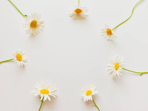 istock Flowers composition. Frame made of white chamomile flowers on white background. Wedding day, mothers day and womens day concept. Flat lay, top view. 1328520195