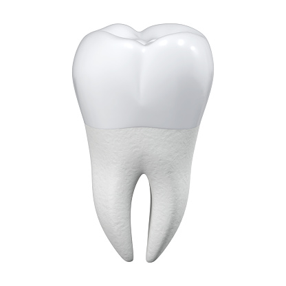 Healthy large molar on a white background. Isolated tooth. Dental theme. 3d rendering.