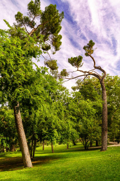 istock Public park garden with tall pine trees and blue sky with clouds. 1328520934