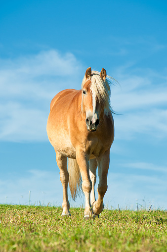 Haflinger horse in the pasture