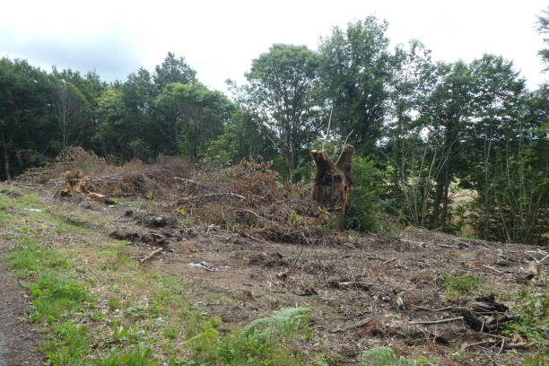 deforestation of wood parcels photo taken in the town of Saint-Maurice-La-Souterraine. Everywhere plots of wood are cut down ??? will these plots be planted with trees again? in the Creuse department summer 2021 bushy stock pictures, royalty-free photos & images