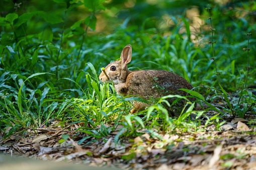 A rabbit pauses and watches the photographer as it hops through the grass.