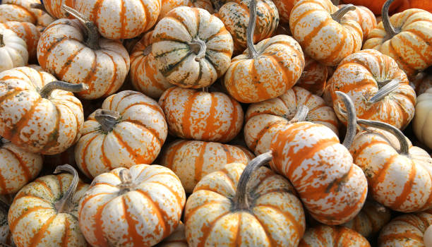 istock Squashs in a market, Montreal, Quebec, Canada 1328522446