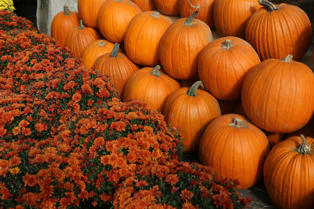 istock Squashs in a market, Montreal, Quebec, Canada 1328522490