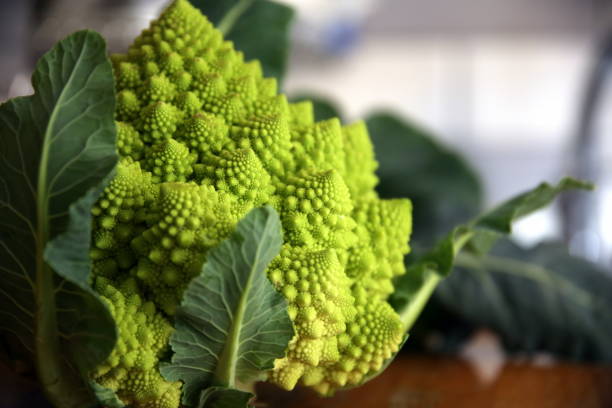 selektive fokussierung des blütenstandes und der blätter des brokkolis vom typ "romanesco" - romanesque broccoli cauliflower cabbage stock-fotos und bilder