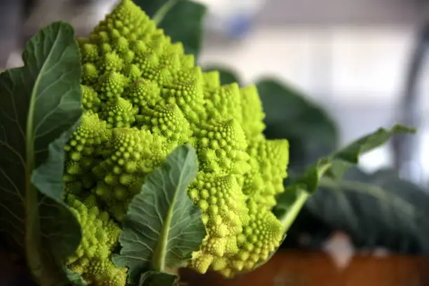 Selective focus of the inflorescence and leaves of "romanesco type" broccoli