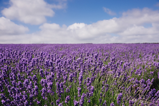 A lavender flower field on a Lavender Farm under a blue sky with copy space