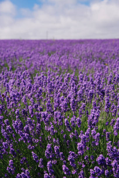 istock Depth of focus field of lavender under a blue sky with copy space 1328522958