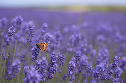 A full frame close up of  a Red Admiral butterfly pollinating lavender flowers on a Lavender farm with copy space