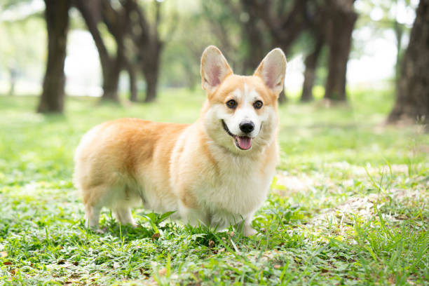 istock Corgi dog on the grass in summer sunny day 1328523094