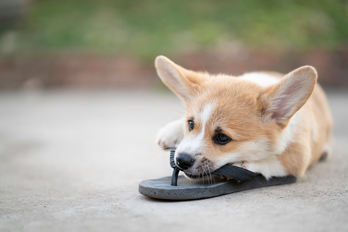 Welsh corgi dog pembroke puppy playing or bite owners shoes or flip flop
