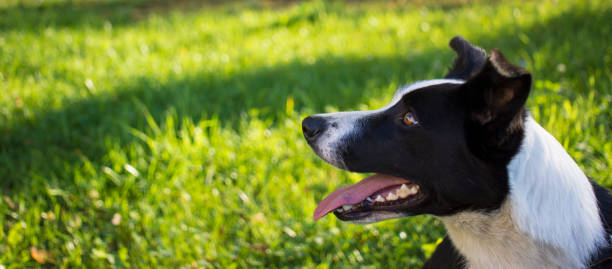 istock border collie dog spring portrait walking in green fields 1328524394