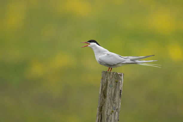 북극 테른 - tern bird arctic tern nature 뉴스 사진 이미지