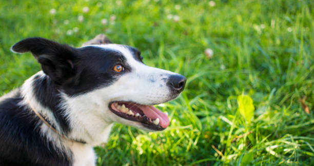 istock border collie dog spring portrait walking in green fields 1328524435