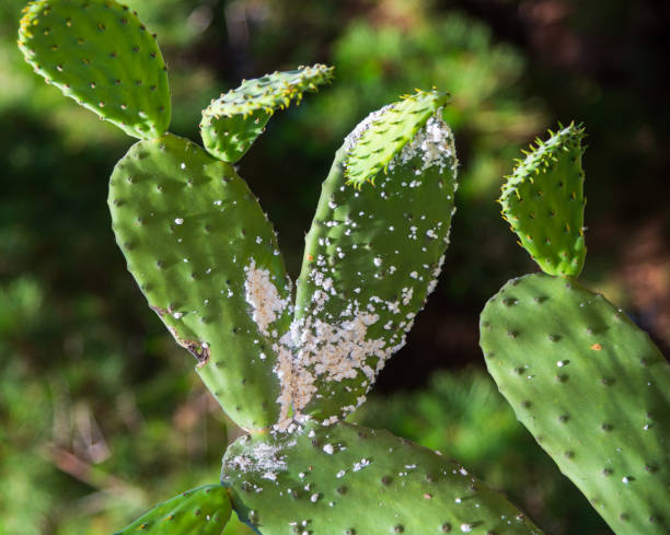 wollläuseschädling auf kaktus - scale insect stock-fotos und bilder