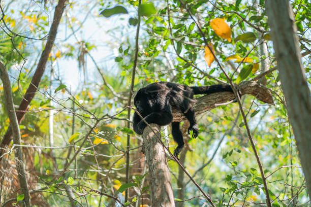 Male, black howler monkey rests on a branch Specimen of Alouatta palliata of black color resting on a branch in a quiet environment in Centla, Tabasco. tabasco state stock pictures, royalty-free photos & images