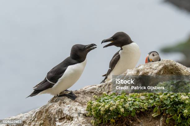 Razorbill Stock Photo - Download Image Now - Bird, Iceland, Animal