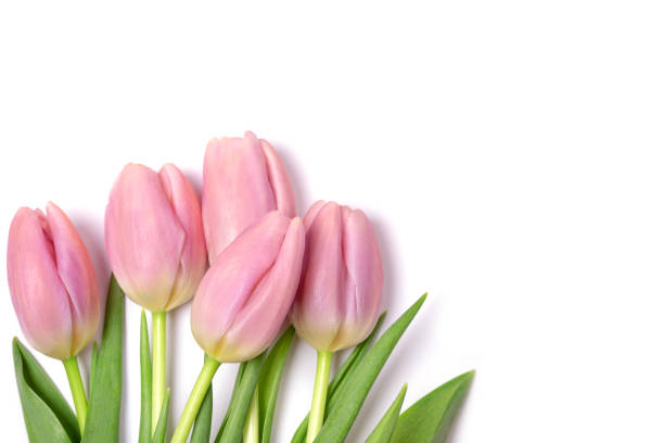 istock Wonderful pink tulips on a white background. 1328529256