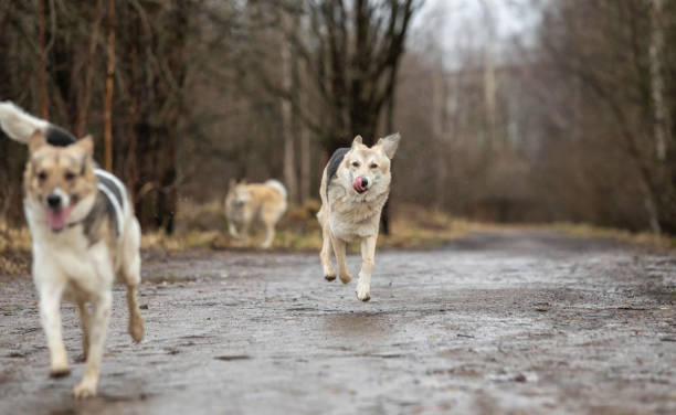 istock Two dogs outdoors, friendship, relationship, together. Mixed breed shepherd and laika 1328529435