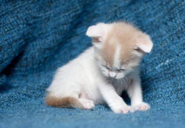 cute tan and white kitten stock photo