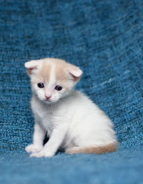 cute kitten portrait stock photo