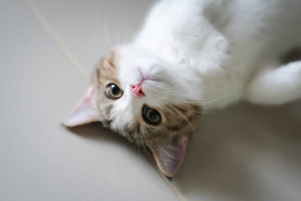 istock tabby scottish straight kitten relax and sleep with soft focus background 1328530524