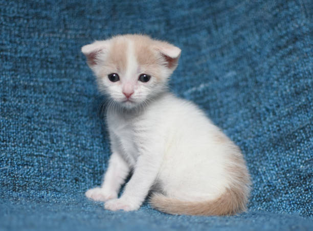 cute tan and white kitten stock photo