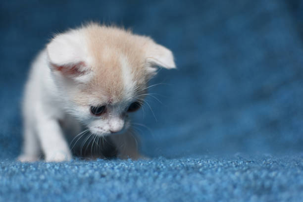 cute kitten looking down stock photo