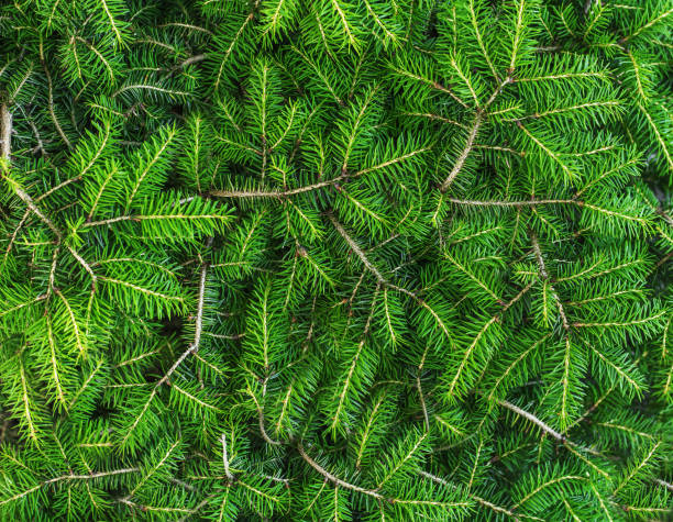 istock Background from branches of green christmas tree 1328530979