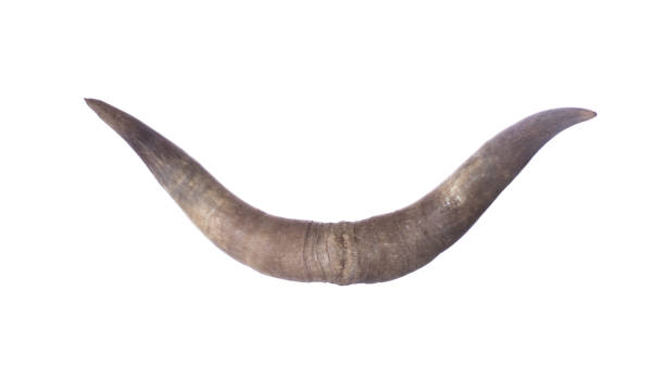 istock bull horns isolated on white background 1328531207