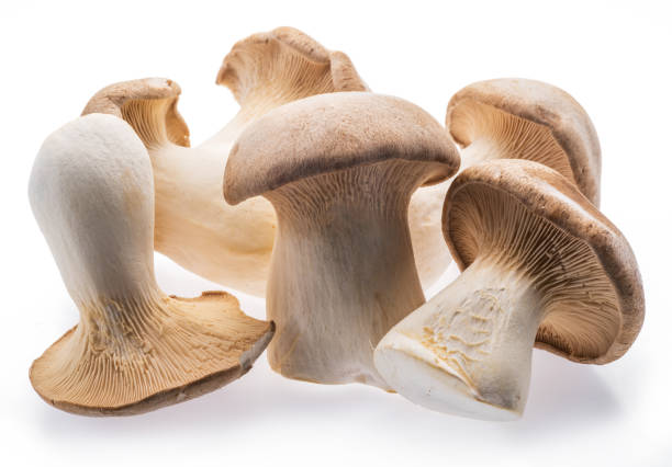 istock King oyster mushrooms isolated on white background. 1328531956