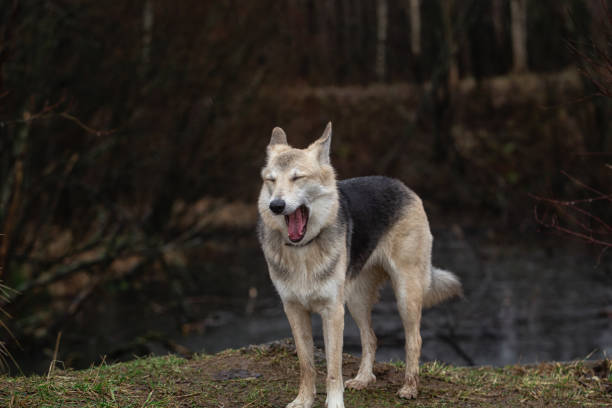 istock Young mixed breed shepherd dog funny portrait 1328532472