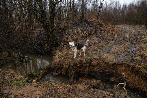 Front view of mixded breed husky dog standing on path by the edge of a river cliff. Spring landscape