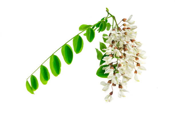 istock white acacia flowers on white isolated background 1328532951