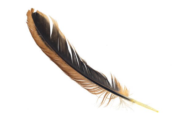 istock black and brown feathers of a rooster on a white isolated background 1328533012