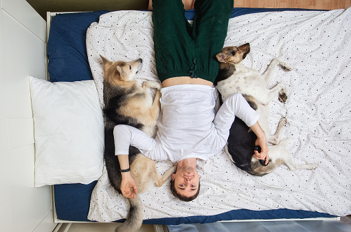 Top view of relaxed young man in pajamas with mixed breed shepherd dogs on bed covered blue sheet and white blanket