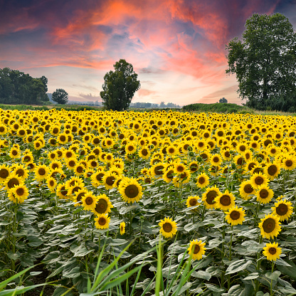 Sunflowers field with sunset in the background